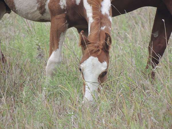 paint-horse