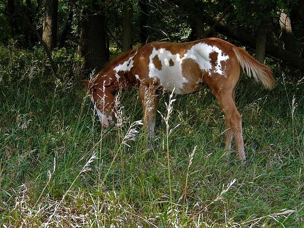 sorrel-overo-paint-horse