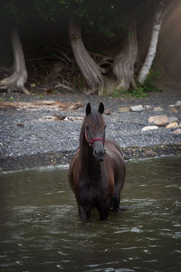 ridden-western-sport-gelding