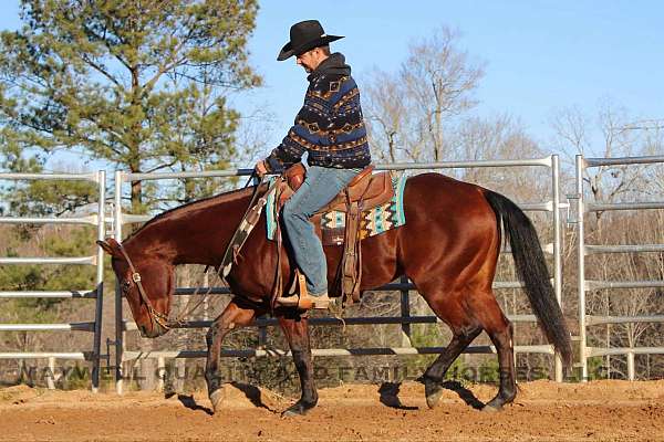 all-around-quarter-horse