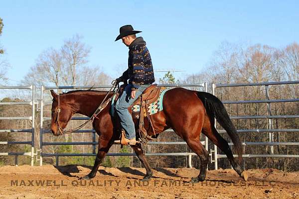 barrel-quarter-horse