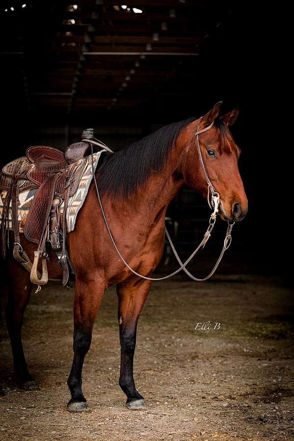 breeding-quarter-horse