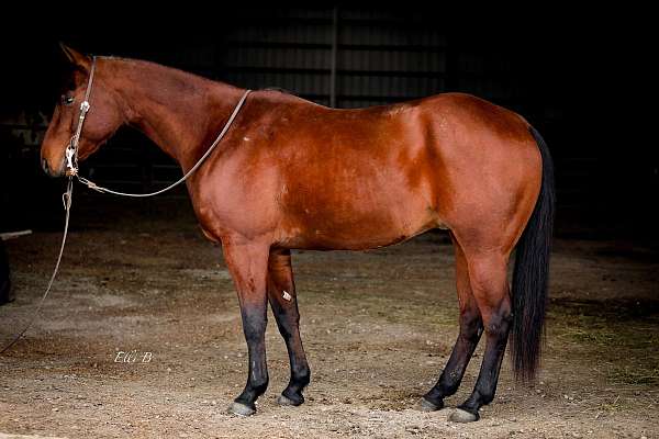 calf-roping-quarter-horse