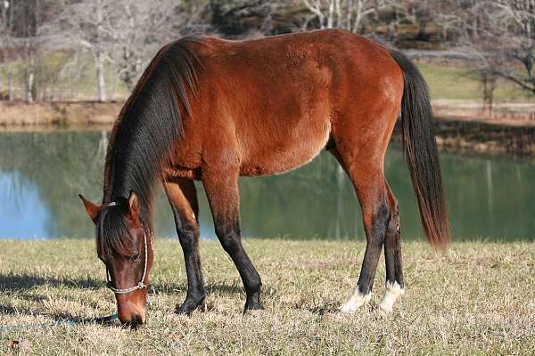 hind-socks-horse