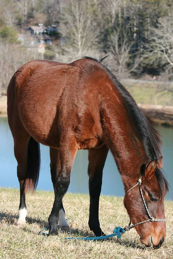 bay-hind-socks-horse