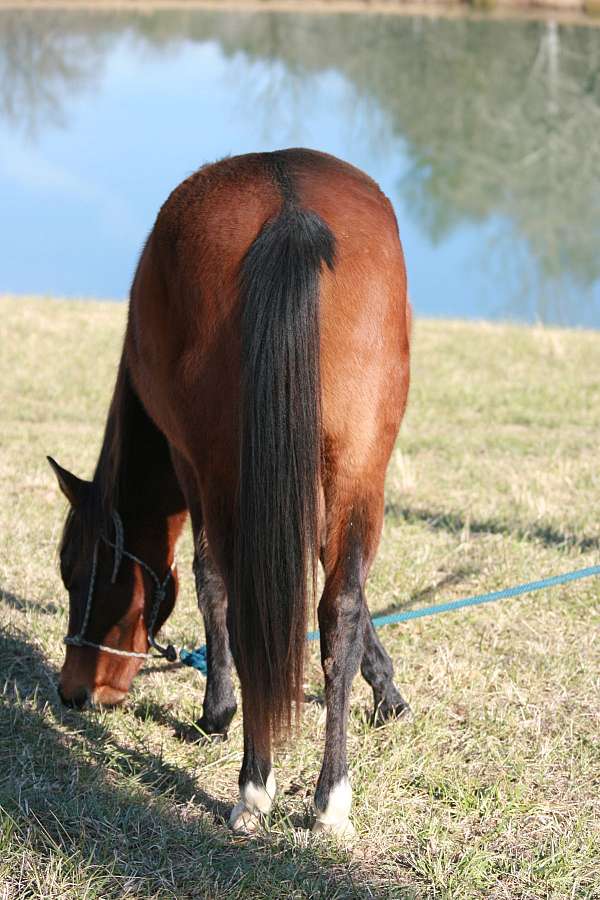 all-around-quarter-horse