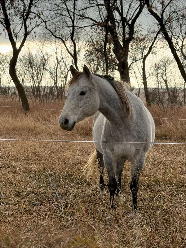 grey-dappled-fleabitten-face-horse