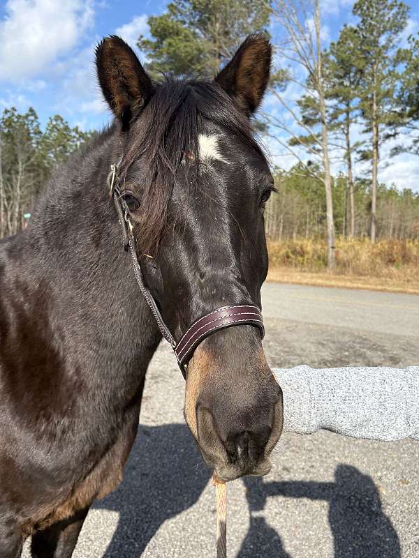 been-there-done-that-morgan-horse