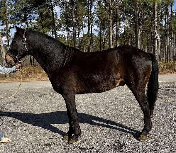 beginners-morgan-horse