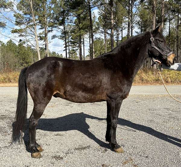 cantering-morgan-horse