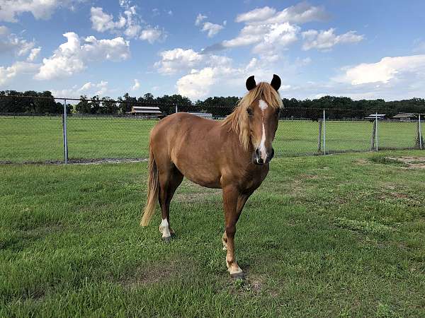 barn-peruvian-paso-horse