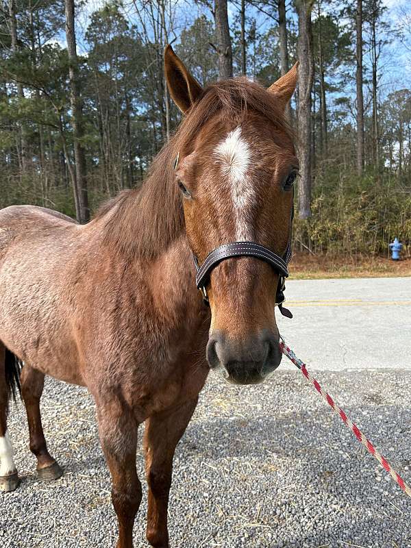 broke-well-gelding