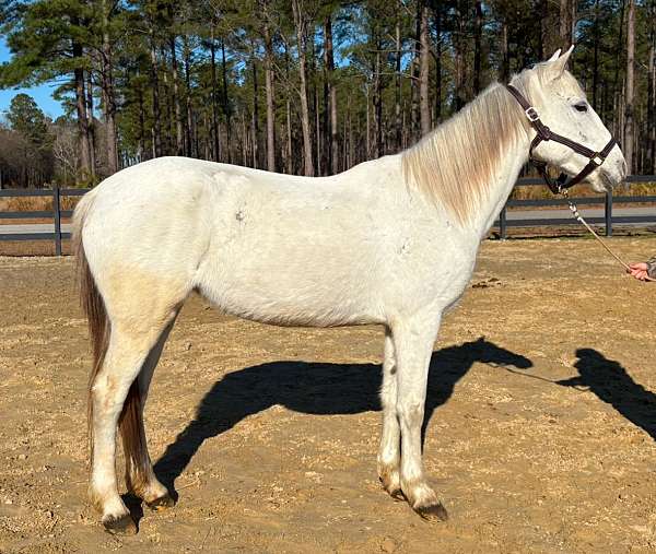 pure-white-mare