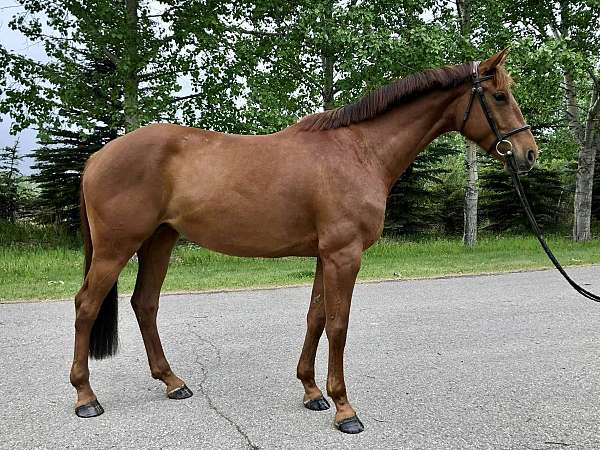 champion-warmblood-horse