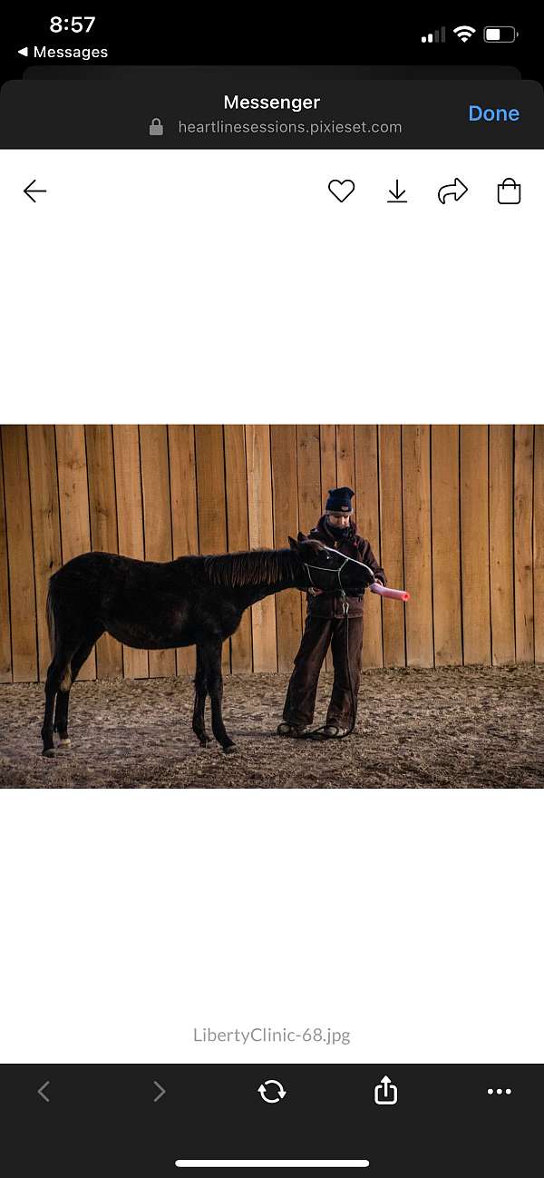 gaited-project-tennessee-walking-horse