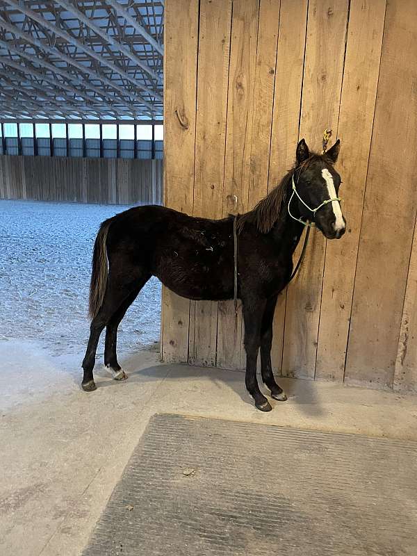 gaited-project-weanling