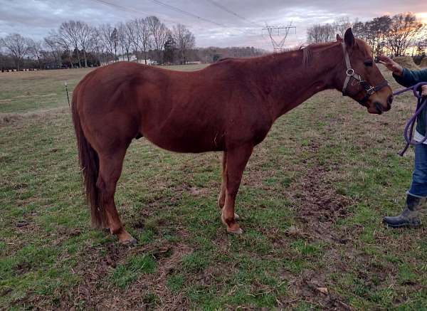 chestnut-blaze-horse