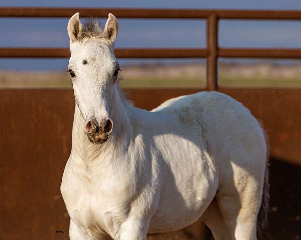 homozygous-black-appaloosa-pony