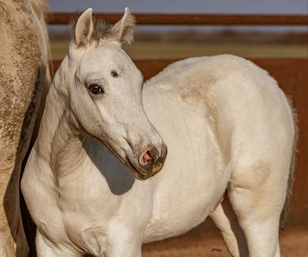 triple-homozygous-appaloosa-pony