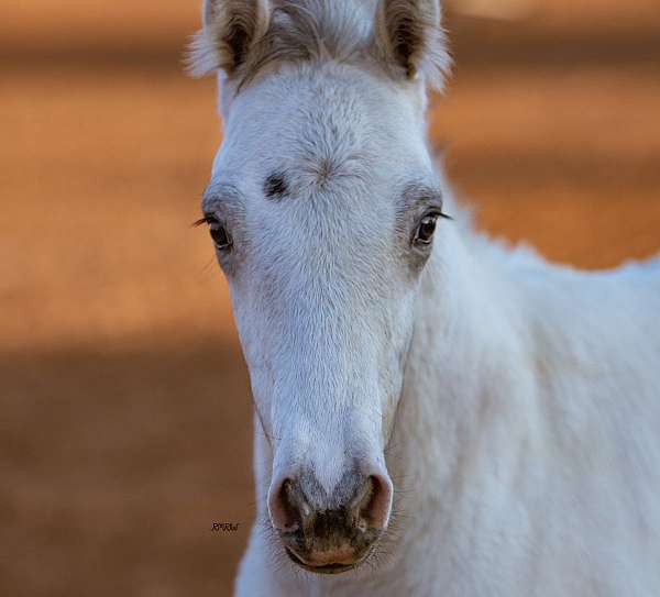 w20-appaloosa-pony