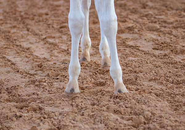 homozygous-appaloosa-pony