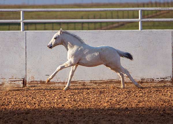 reined-cow-appaloosa-pony