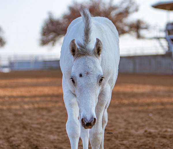 reining-appaloosa-pony