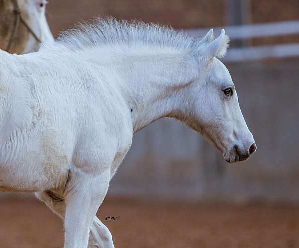 triple-homozygous-pony