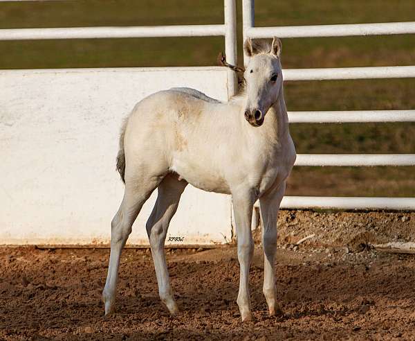 triple-homozygous-stallion