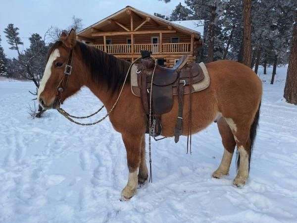 auction-quarter-horse