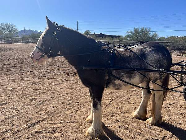 due-to-foal-gypsy-vanner-horse