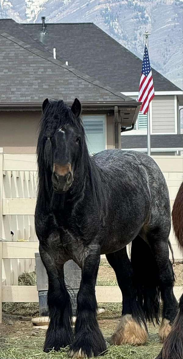 pulling-gypsy-vanner-horse