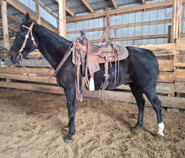 driving-tennessee-walking-horse