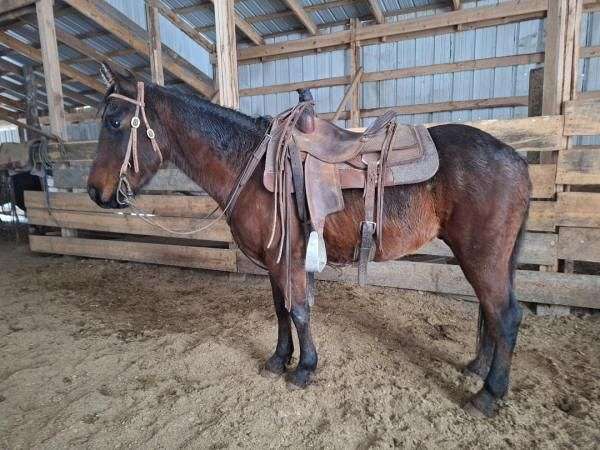 trail-working-cattle-friesian-horse