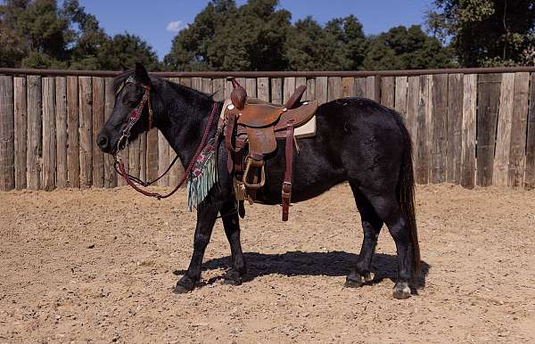 natural-horsemanship-training-pony