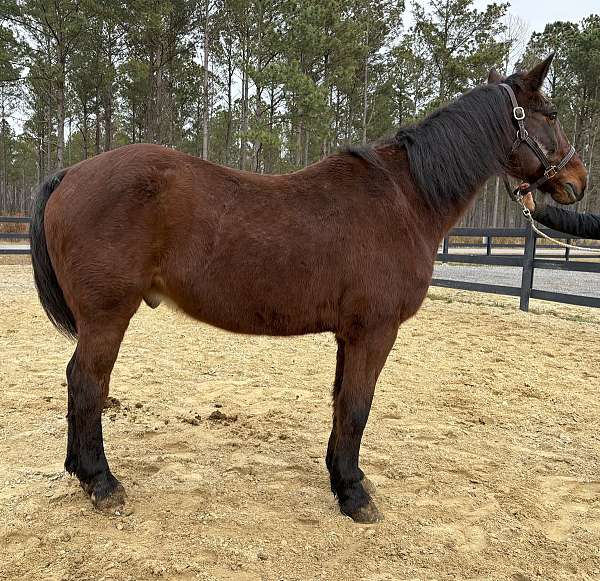 perfect-manners-draft-horse