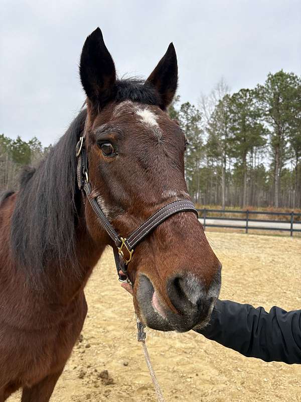 reins-draft-horse