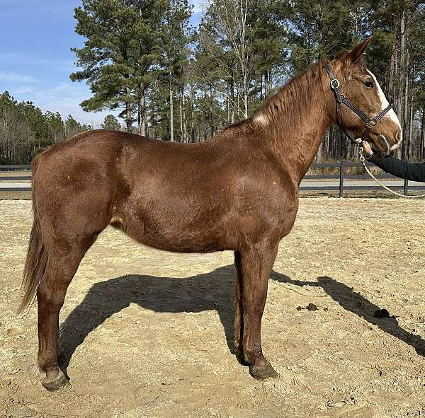 walk-draft-horse