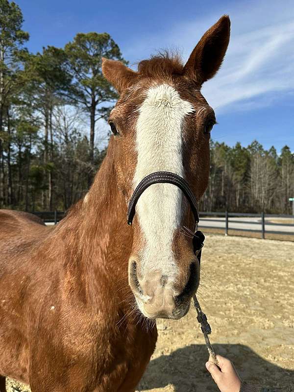 worker-draft-horse