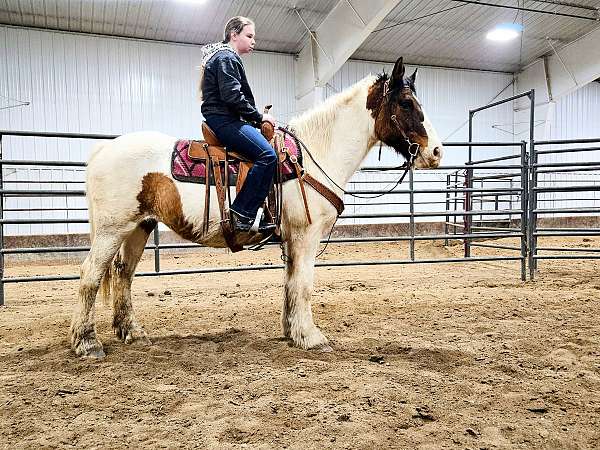 gypsy-vanner-mare