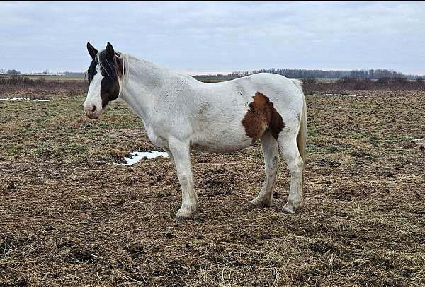 gypsy-vanner-horse-for-sale