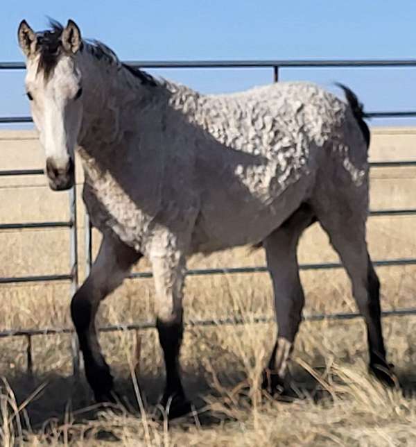 buckskin-colt-bashkir-curly-horse