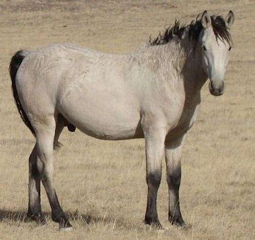 priced-right-bashkir-curly-horse