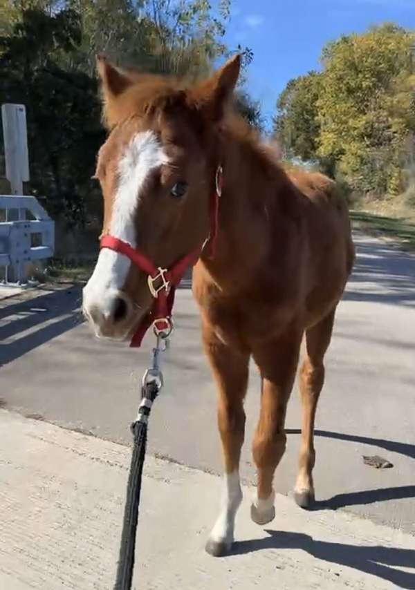 red-roan-roan-draft-colt