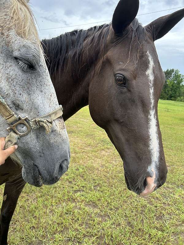 tennessee-walking-horse-for-sale