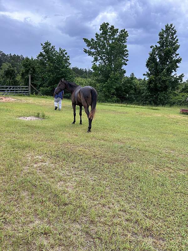 tennessee-walking-horse