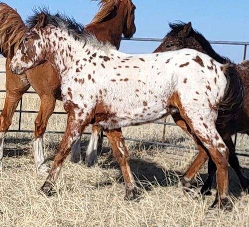 appaloosa-bashkir-curly-horse