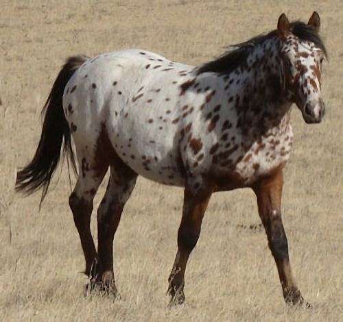 appaloosa-colt-bashkir-curly-horse