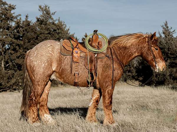 all-around-draft-horse