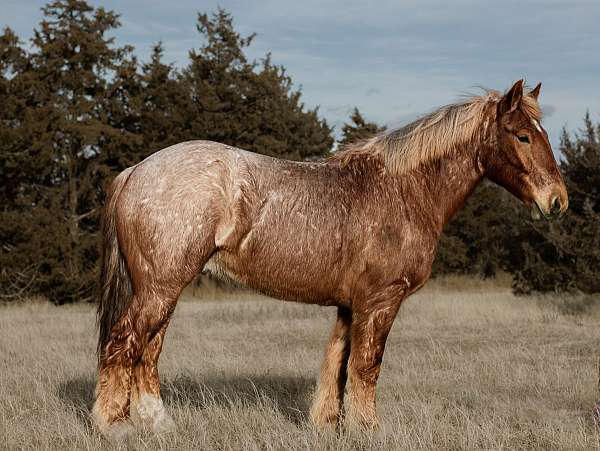 draft-horse